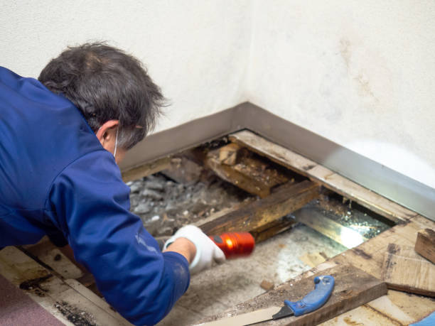 Best Residential Mold Remediation in Pitman, NJ