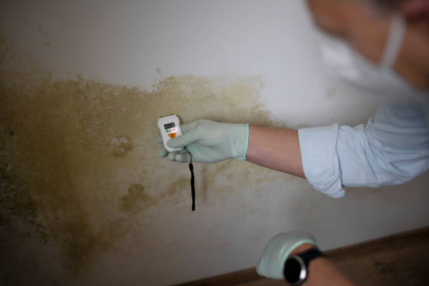 Best DIY Mold Remediation Support Services in Pitman, NJ