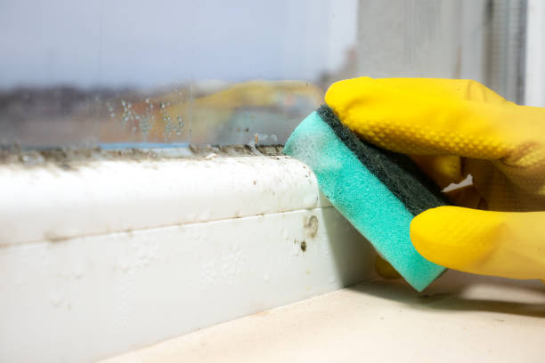 Professional Mold Remediation in Pitman, NJ