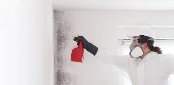 Trusted Pitman, NJ Mold Remediation Experts