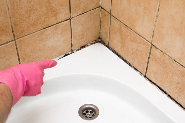 Best Attic Mold Remediation in Pitman, NJ